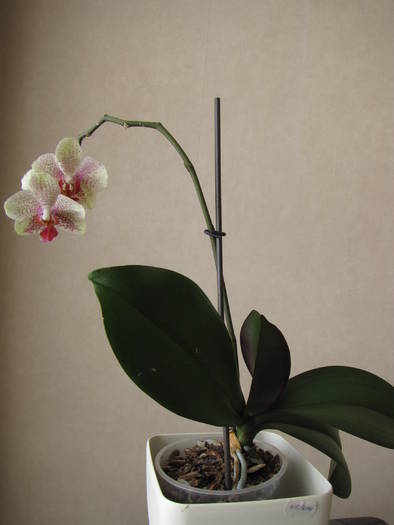 Orhidee Phalaenopsis 17 iul 2009 (5) - orhidee