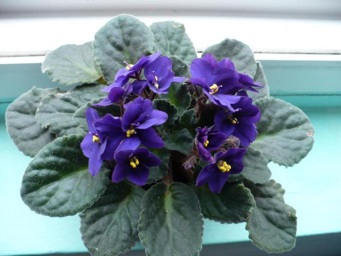 clasica violeta mov - Violete africane