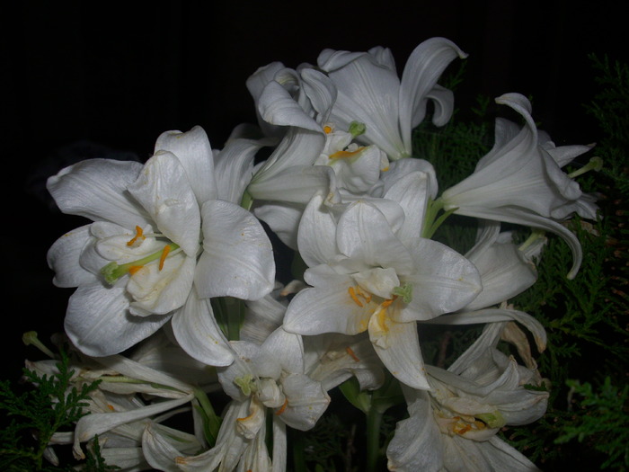 DSCI0869 - flori din gradina mea
