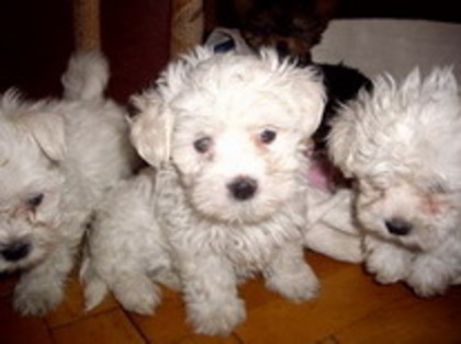 Bichon Maltese; 2fetite si 1 baiat 10 sapt
