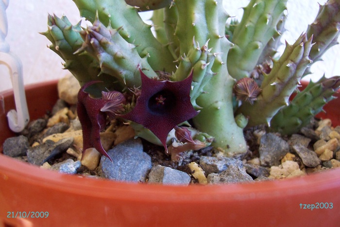 huernia rubra, 21 oct 2009 - Suculente