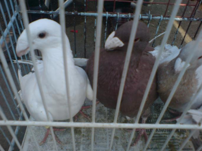 DSC00504 - Piata de pasari si animale Timisoara 2009