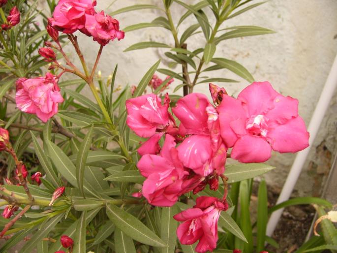 nerium oleander - leandri