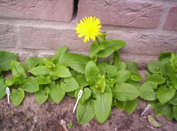 Doronicum-iarba ciutei 9 mart 2008 - gradina fata casei 2008