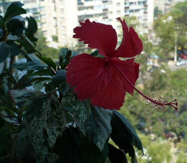 P1150127