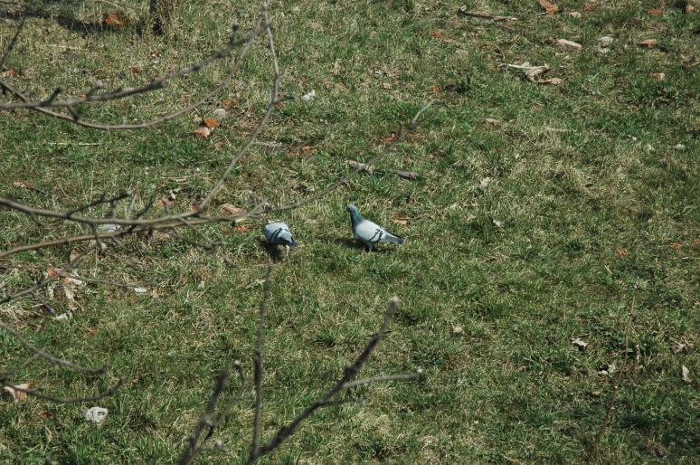 DSC_4747; porumbei la iarba verde=)))
