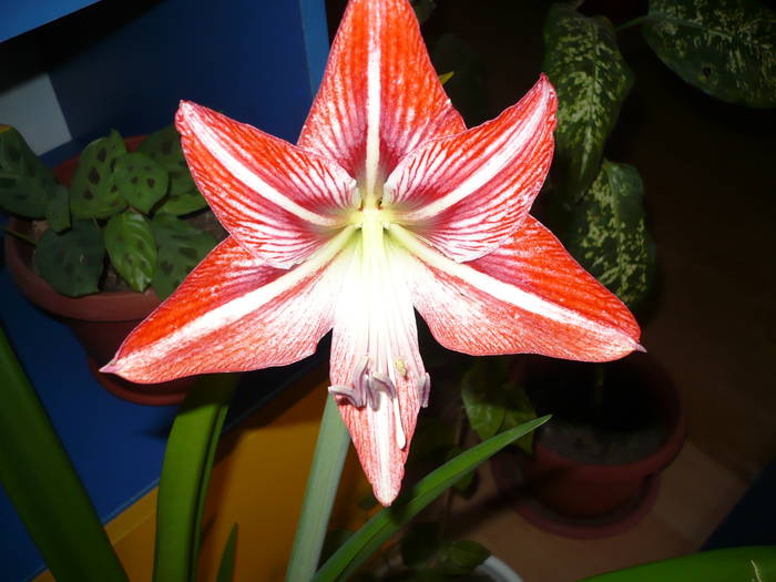 Picture 004 - Flori