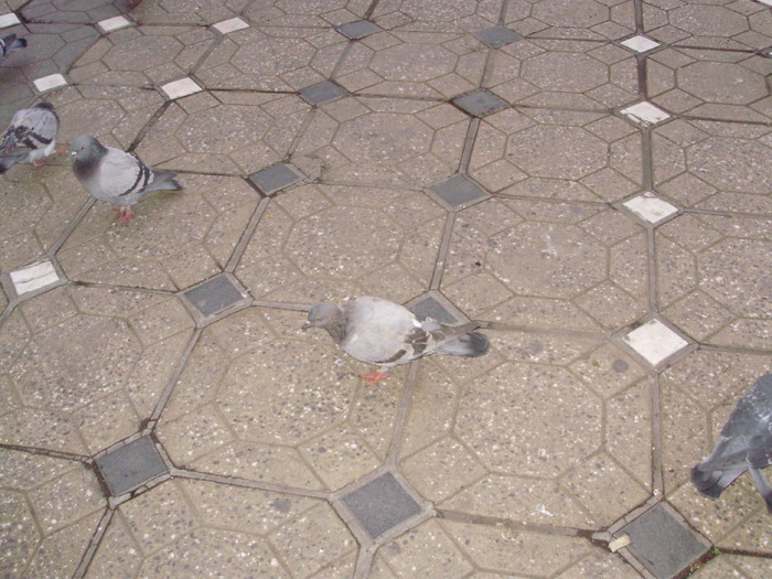 P9040102 - 18g Timisoara