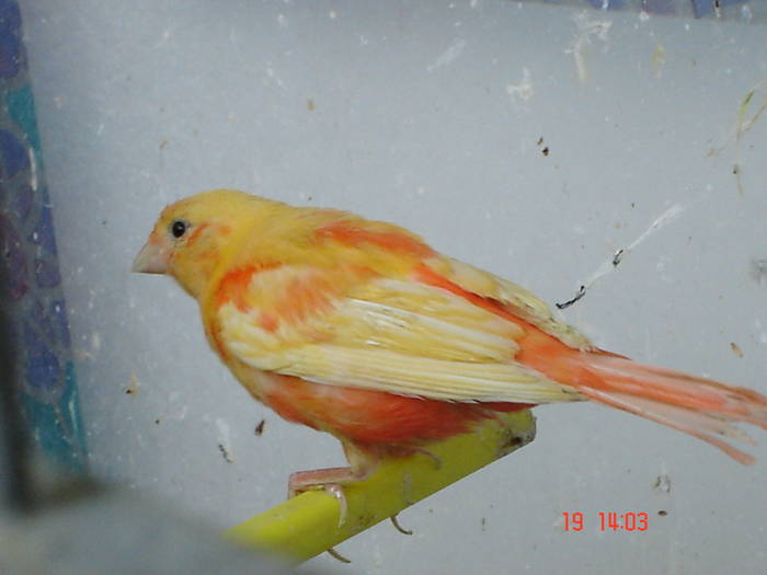 DSC03945 - PUI CANARI 2009