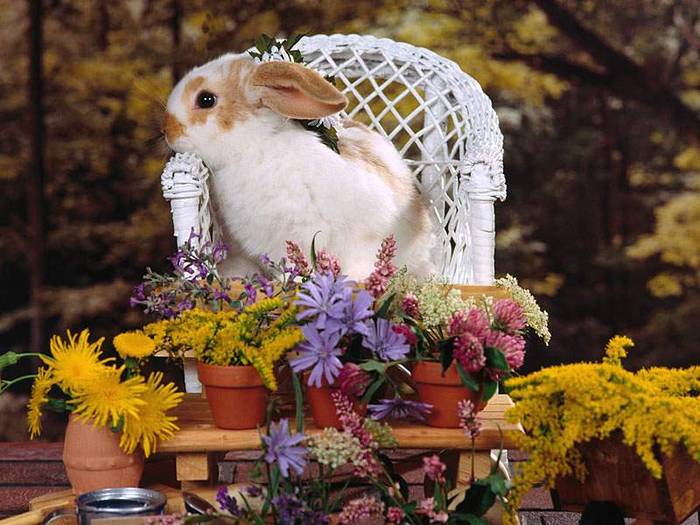 miss bunny - Iepuri