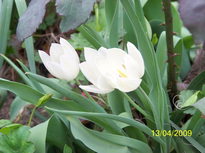 100_0525 - Primavara in curte  Timisoara