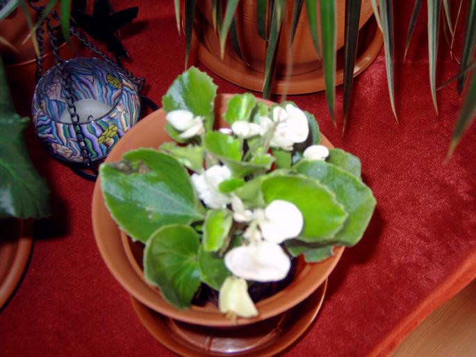 Begonia pui alba