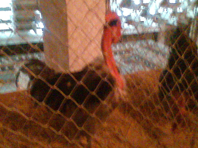 Imag081 - EXPO SATU MARE 2009