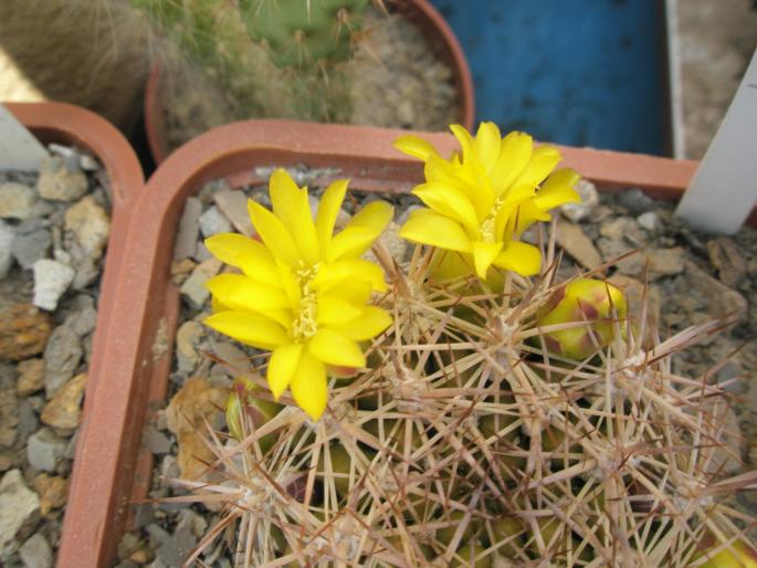 Weingartia