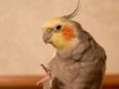 htr - papagai nimfa