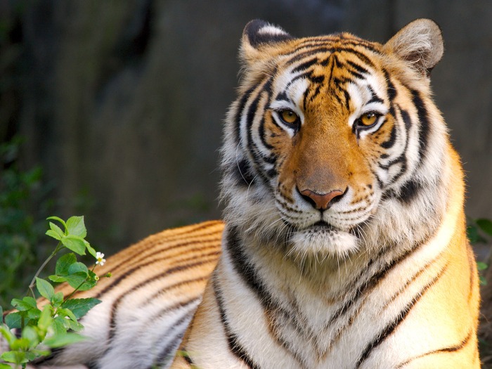 Tiger_02 - Desktop Tigers