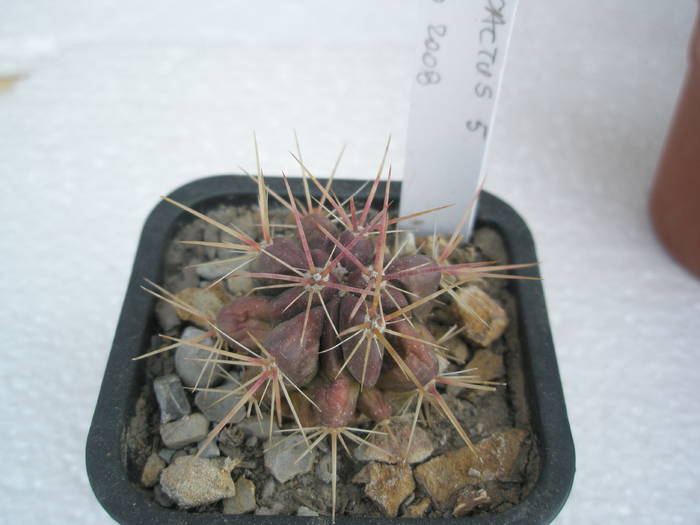 Feocactus nr. 5 - Ferocactus
