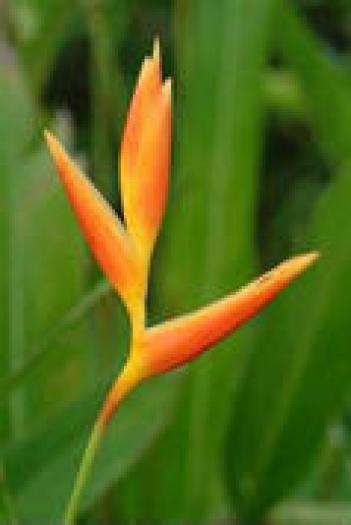 heliconia