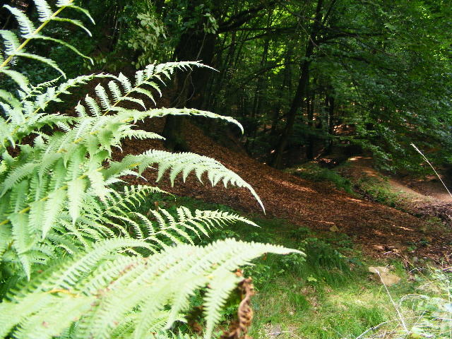 DSCF4850 - Firiza_Maramures