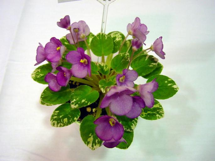 Little_Redhead_2005avsa - violete de pe net