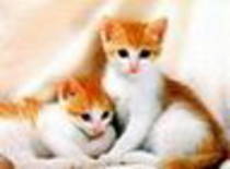 avatar pisicute 26324