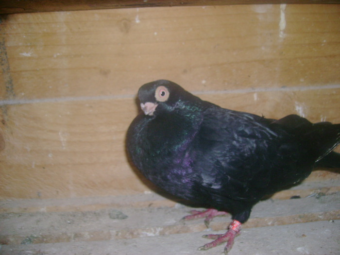 pozedecembrie 2009 116