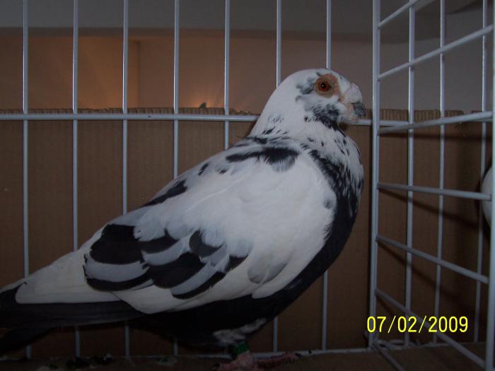 Expo Oradea 2009 109