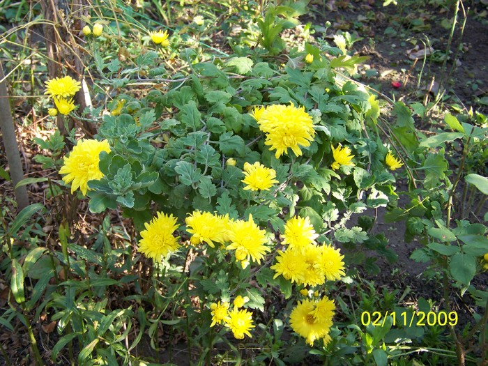 100_3756 - Toamna in curte  Timisoara