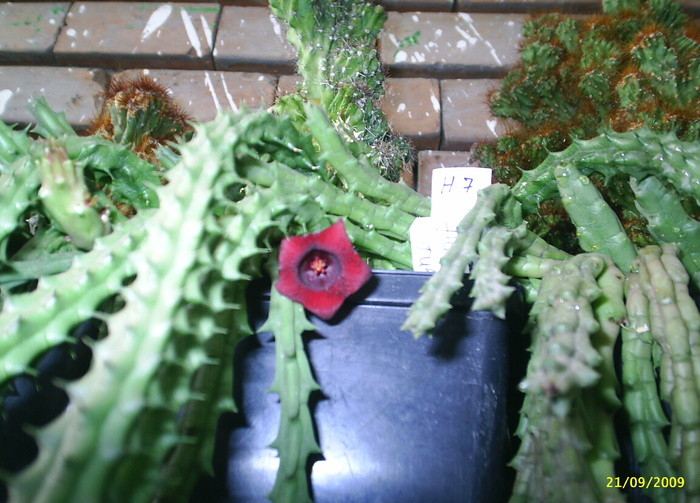 Huernia