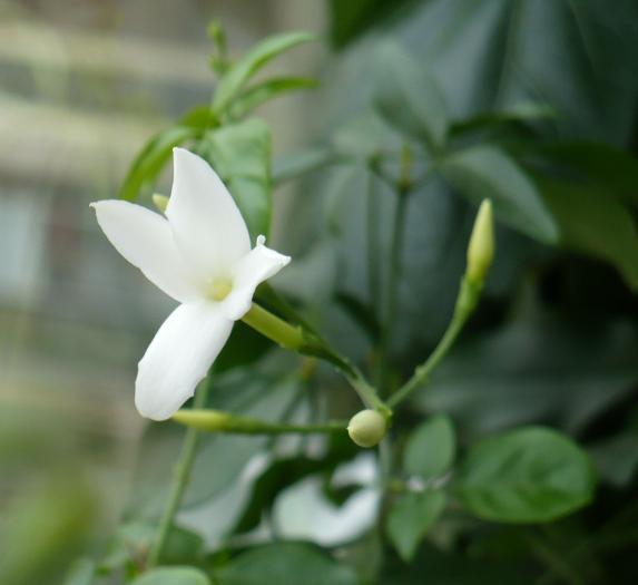 P1080537 - Iasomie de camera - Jasminum