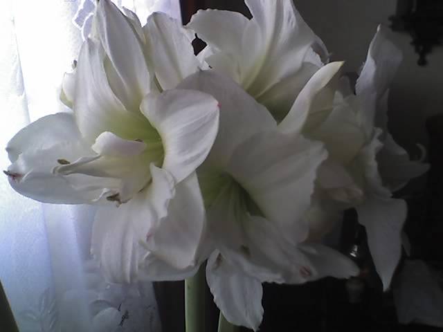 18-03-09_1302; Hipeastrum White Nimph
