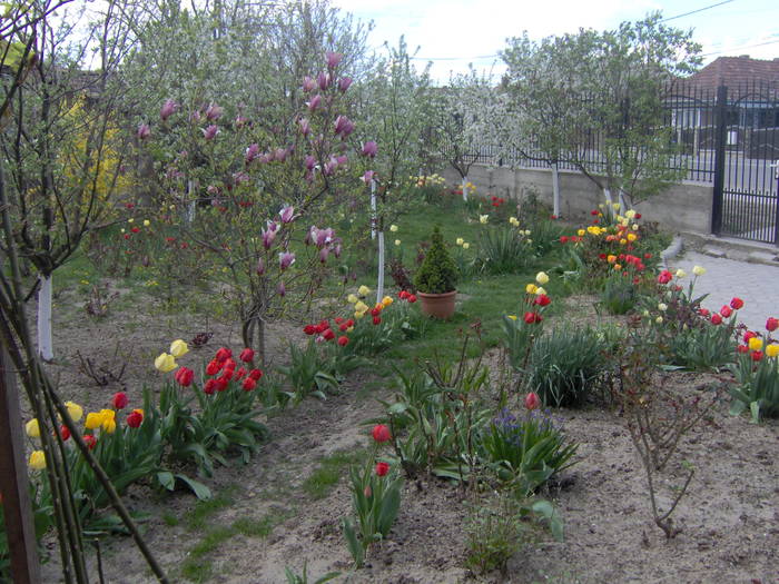 20.04.2009 043; magnolia mov
