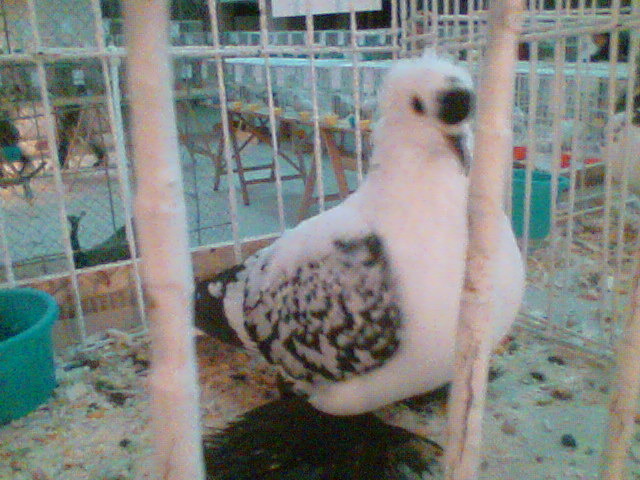 Imag032 - EXPO SATU MARE 2009