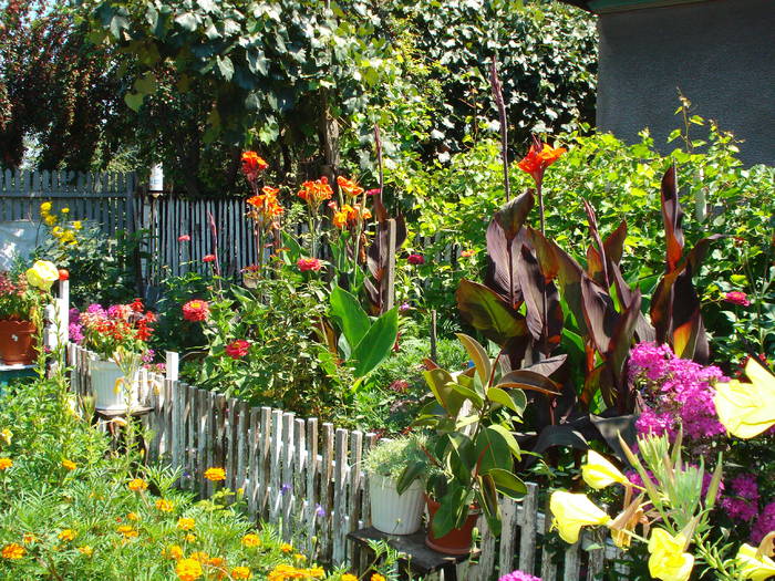 CANNA - LA MAMA-LA MOSIE 2009