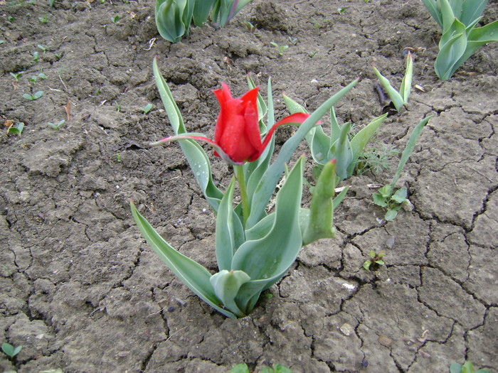 DSC02560 - in gradina - 2009