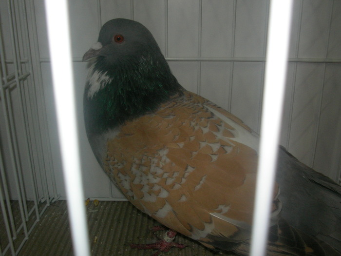 SANY0240 - poze expo 2009