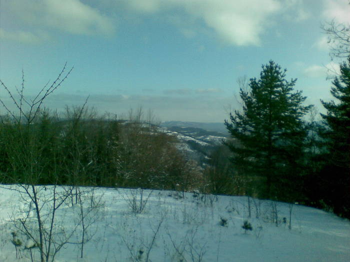 01022009 - vanatoare padure