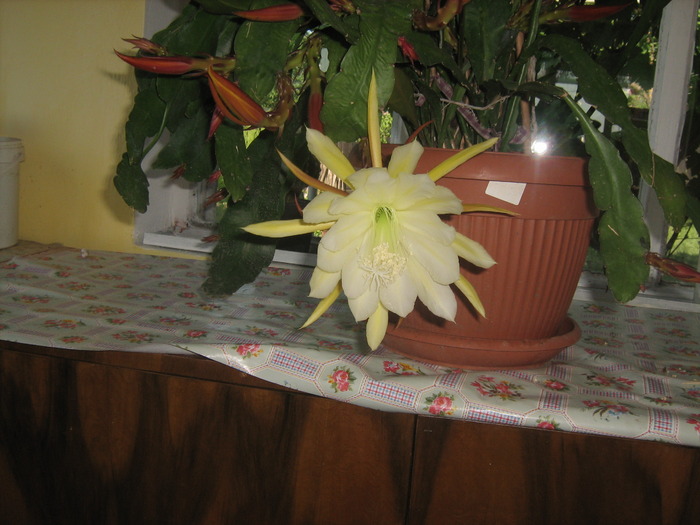 epiphyllum lauii; epiphyllum lauii
