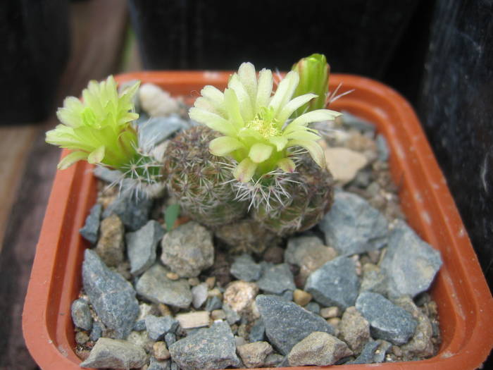 Echinocereus viridiflorus - Cactusi la Constanta