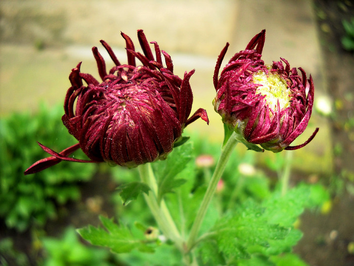 Picture 095 - flori dragute