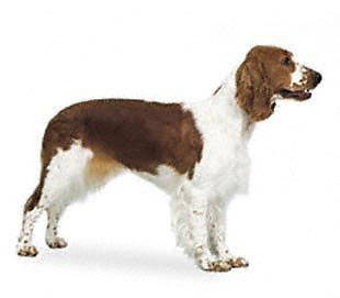 welsh_springer_spaniel - Sporting