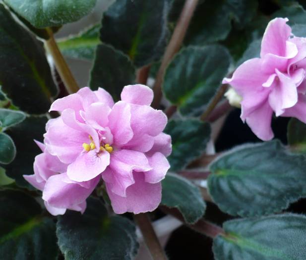 Rose Marie
