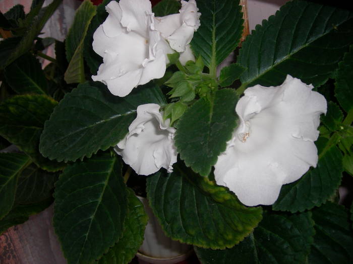 Gloxinie alba
