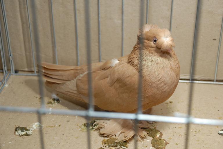 DSC_3815 - Campioni Expo TM2