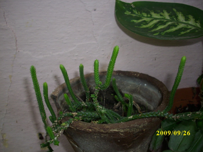 DSCI1428 - plante suculente-cactusi