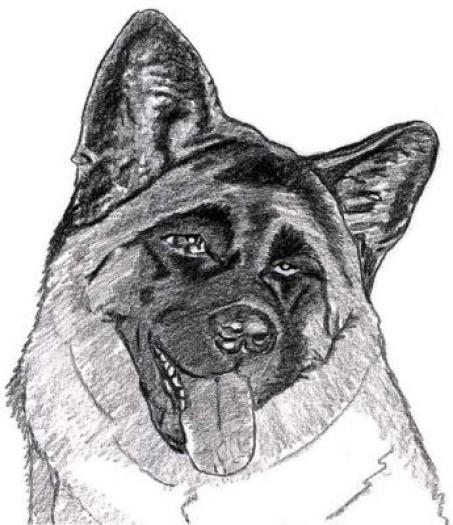 Akita1