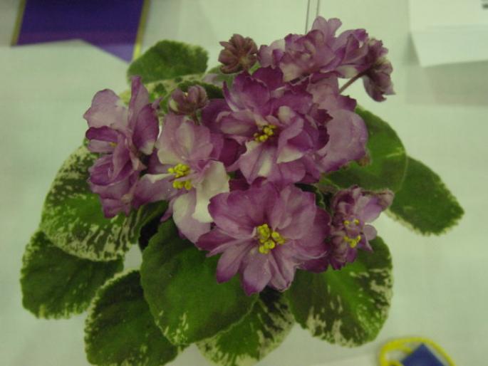 Sugar_Crystals_2005avsa - violete de pe net 1