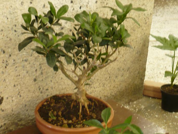 P1010438