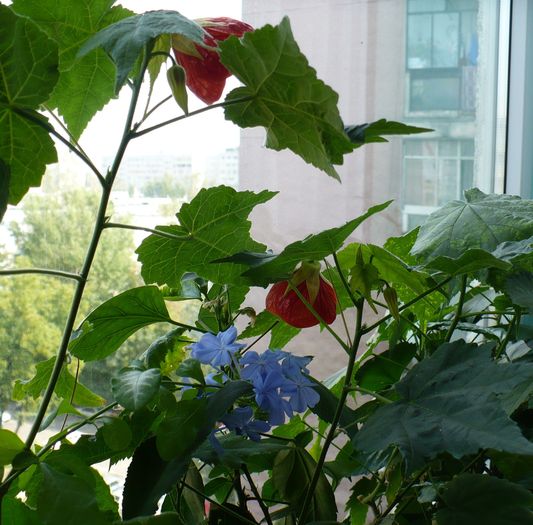 P1160450 - PLUMBAGO