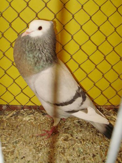 18412b schweizer kropfer 1 - 1505 partea 5